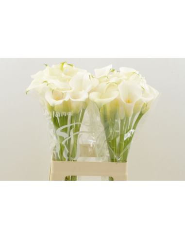 Calla Mini White “Ventura” – 50cm, 80 Stems | Premium Wholesale Calla Lilies