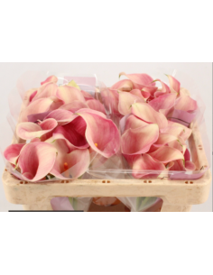 Mini Calla “Alice” Pink – 50cm, 80 Stems | Premium Wholesale Calla Lilies