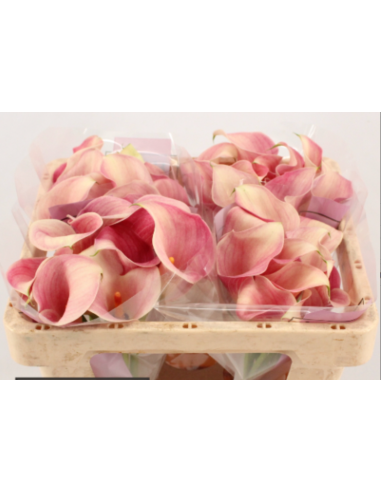 Mini Calla “Alice” Pink – 50cm, 80 Stems | Premium Wholesale Calla Lilies