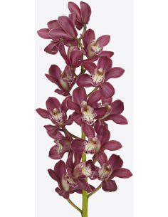 Pink Mini Cymbidium Orchids | Wholesale Bulk (20 Stems)