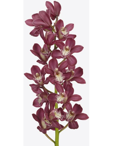 Pink Mini Cymbidium Orchids | Wholesale Bulk (20 Stems)