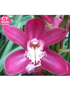 Pink Mini Cymbidium Orchids | Wholesale Bulk (20 Stems) 2