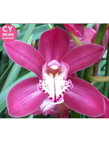 Pink Mini Cymbidium Orchids | Wholesale Bulk (20 Stems)