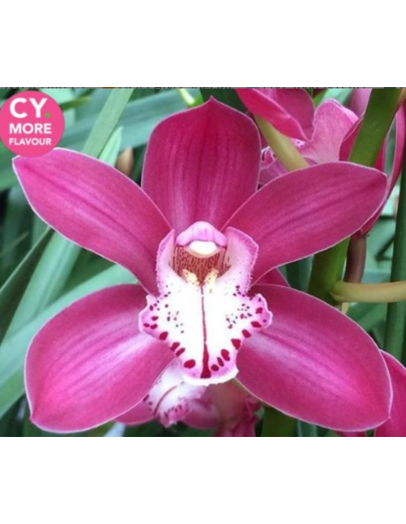 Pink Mini Cymbidium Orchids | Wholesale Bulk (20 Stems)