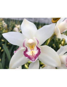 White Mini Cymbidium Orchids 20 stems