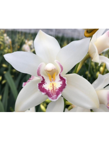 White Mini Cymbidium Orchids | Wholesale Bulk (20 Stems)