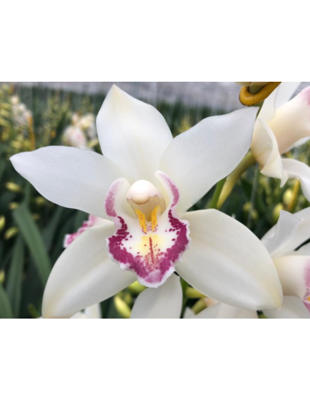 White Mini Cymbidium Orchids | Wholesale Bulk (20 Stems)