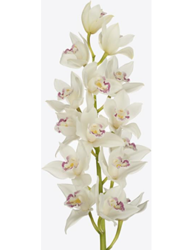 White Mini Cymbidium Orchids | Wholesale Bulk (20 Stems)