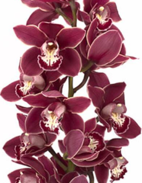 wholesale cymbidium orchids