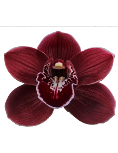 wholesale cymbidium orchids 2