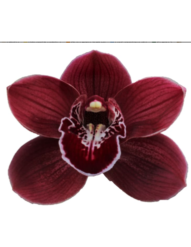 wholesale cymbidium orchids