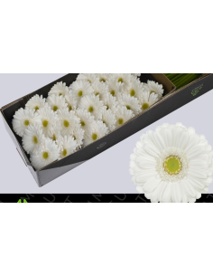 mini gerbera daisy venezi