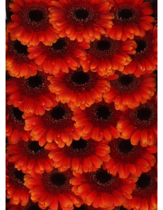 mini gerbera daisy venezi