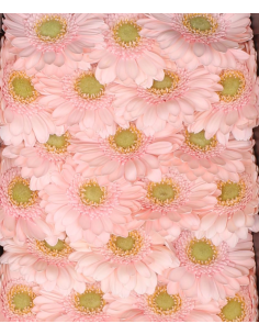 mini gerbera daisy venezi 2