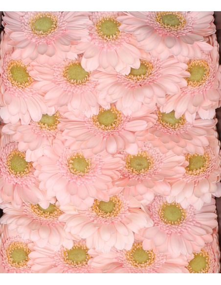 mini gerbera daisy venezi