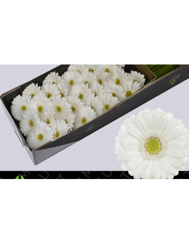mini gerbera daisy venezi mini gerbera daisy venezi