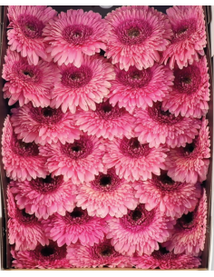 mini gerbera daisy venezi 2