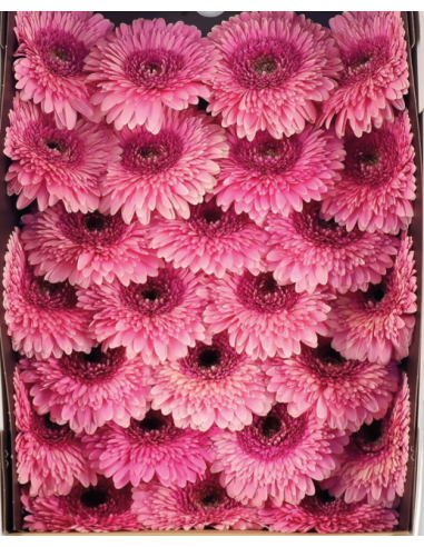 mini gerbera daisy venezi mini gerbera daisy venezi