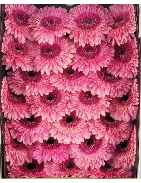 mini gerbera daisy venezi