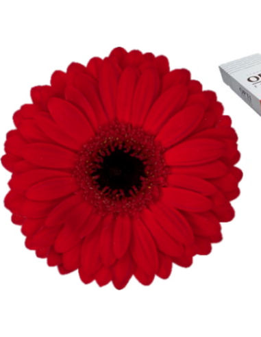 mini gerbera daisy venezi mini gerbera daisy venezi