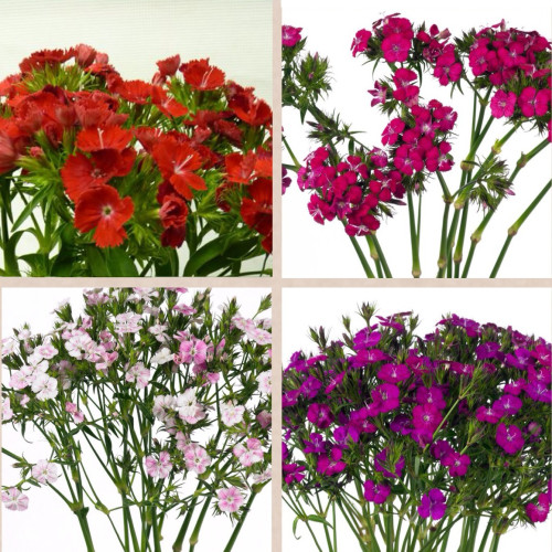 Dianthus Red 10 bunches