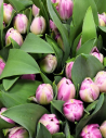 Tulip Double Pink 150 stems