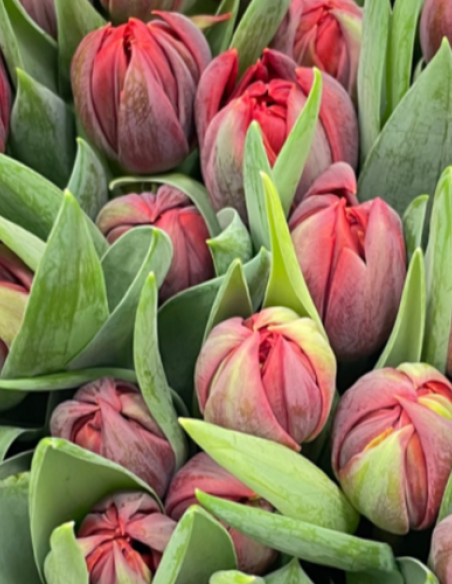 Tulip Double Red 150 stems