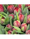 Tulip Double Red 150 stems