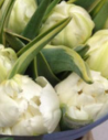 Tulip Double White 150 stems