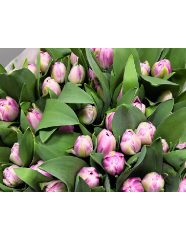 Tulip Double Valentines Day Mix 150 stems Tulip Double Valentines Day Mix 150 stems