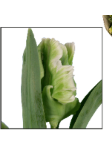 Tulip Super Parrot White/Green 150 stems