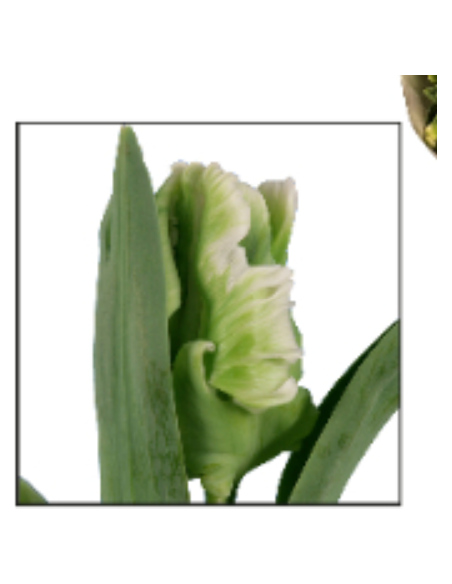 Tulip Super Parrot White/Green 150 stems