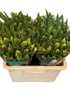 Tulip Super Parrot White/Green 150 stems 2
