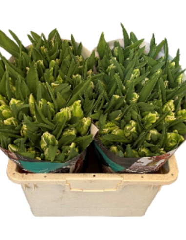 Tulip Super Parrot White/Green 150 stems Tulip Super Parrot White/Green 150 stems