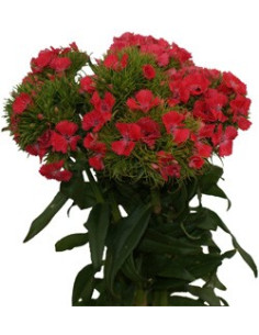 Dianthus By the Box 10 Bunches