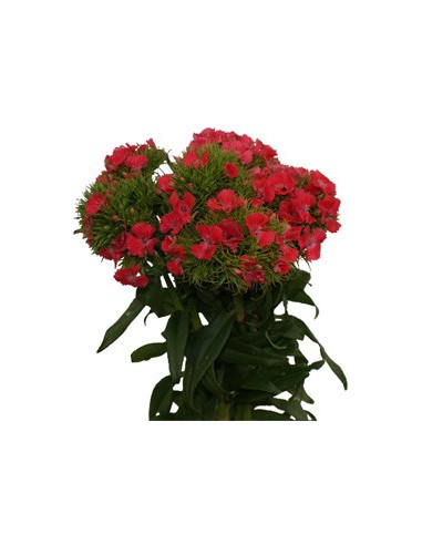 Dianthus By the Box 10 Bunches