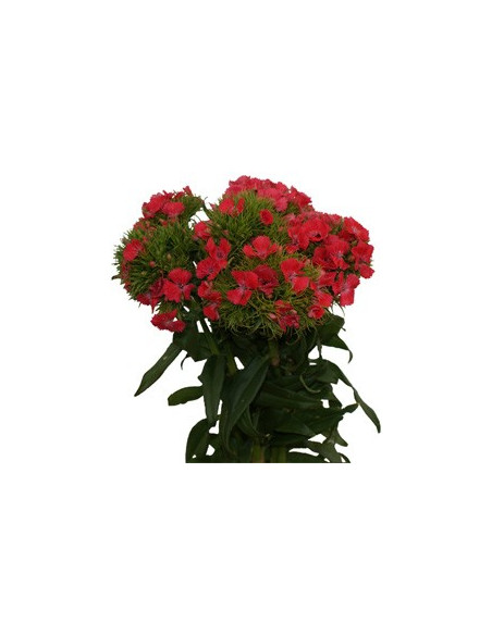 Dianthus By the Box 10 Bunches