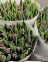 Tulip Parrot Valentines Day Mix 150 stems