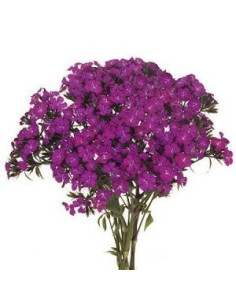 Dianthus By the Box 10 Bunches