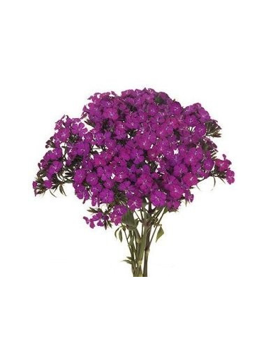 Dianthus By the Box 10 Bunches