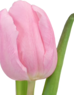 Tulip Pink Single Bloom 150...