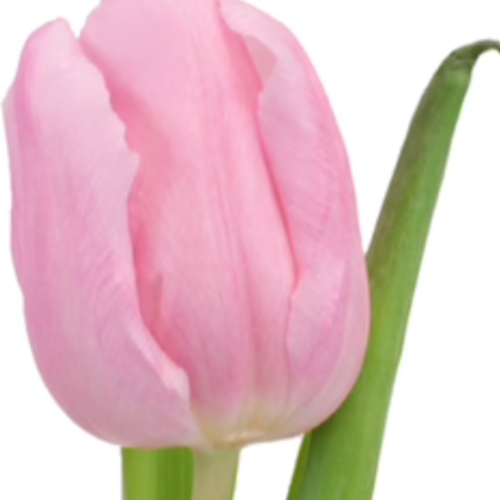Tulip Pink Single Bloom 150 stems