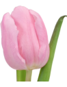 Tulip Pink Single Bloom 150 stems