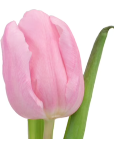 Tulip Valentines Day Mix Single Bloom 150 stems