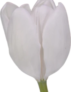 Tulip White Single Bloom...