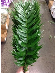 Holly Fern