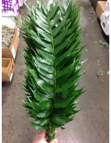 Holly Fern