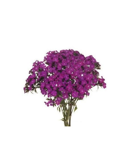 Dianthus By the Box 10 Bunches