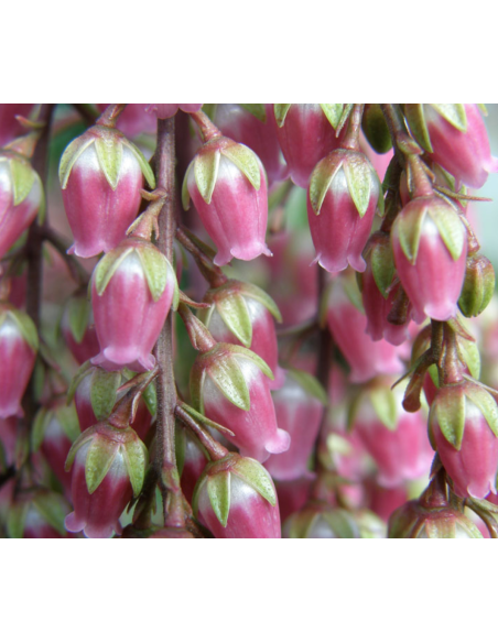 Pieris Japonica Hot Pink 30 stems approx.