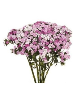 Dianthus By the Box 10 Bunches